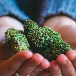 Cannabis_Light_Cbweed_Super_Lemon_haze.jpg