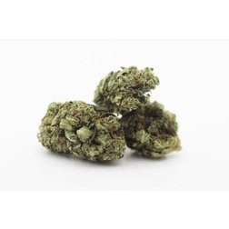 Cannabis_Light_Cbweed_white_widow.jpg