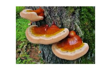 Čo je to Ganoderma?