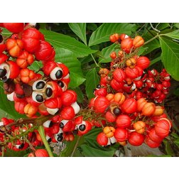 finclub-guartabs-guarana-forte-40-tbl-original1.jpg