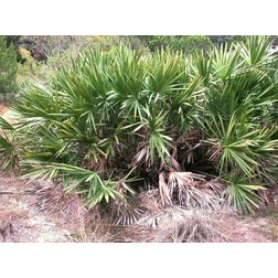 serenoa rapens.jpg