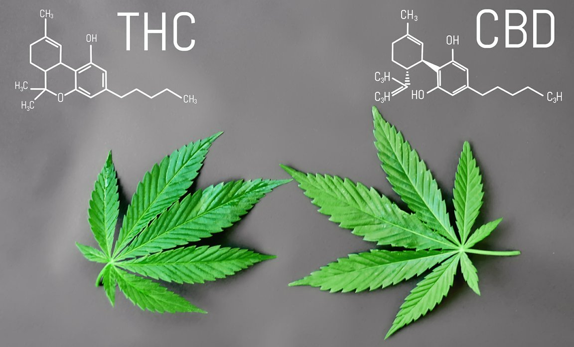 cbd_oleje.jpg