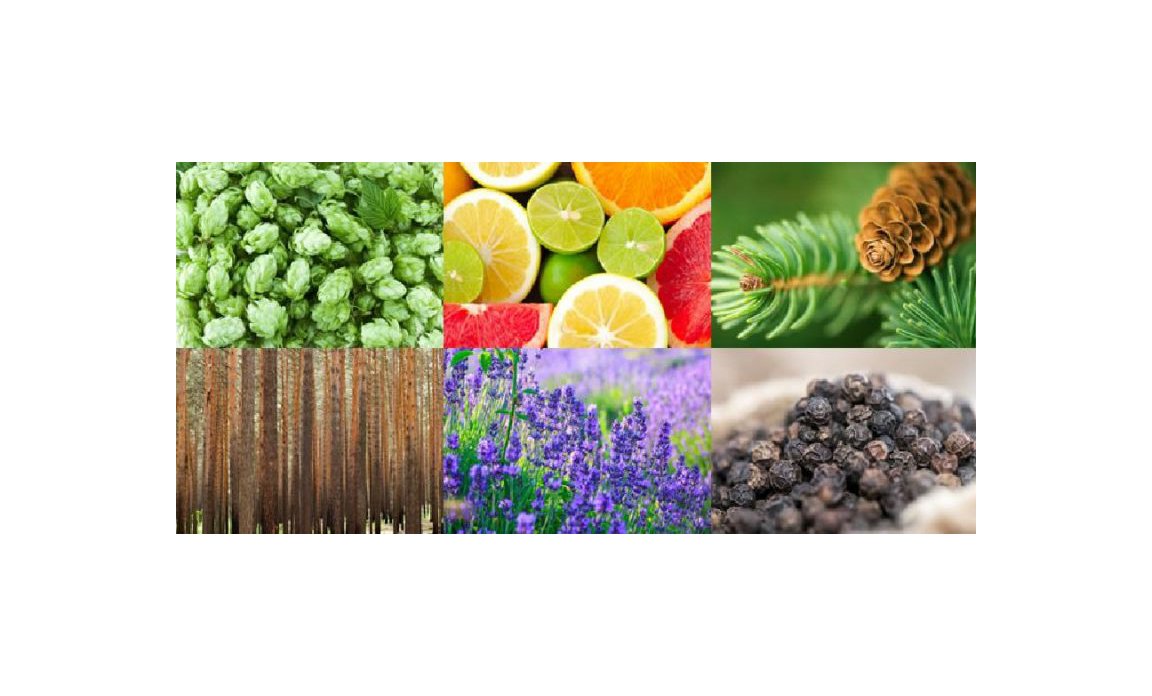 konopne_terpeny.jpg